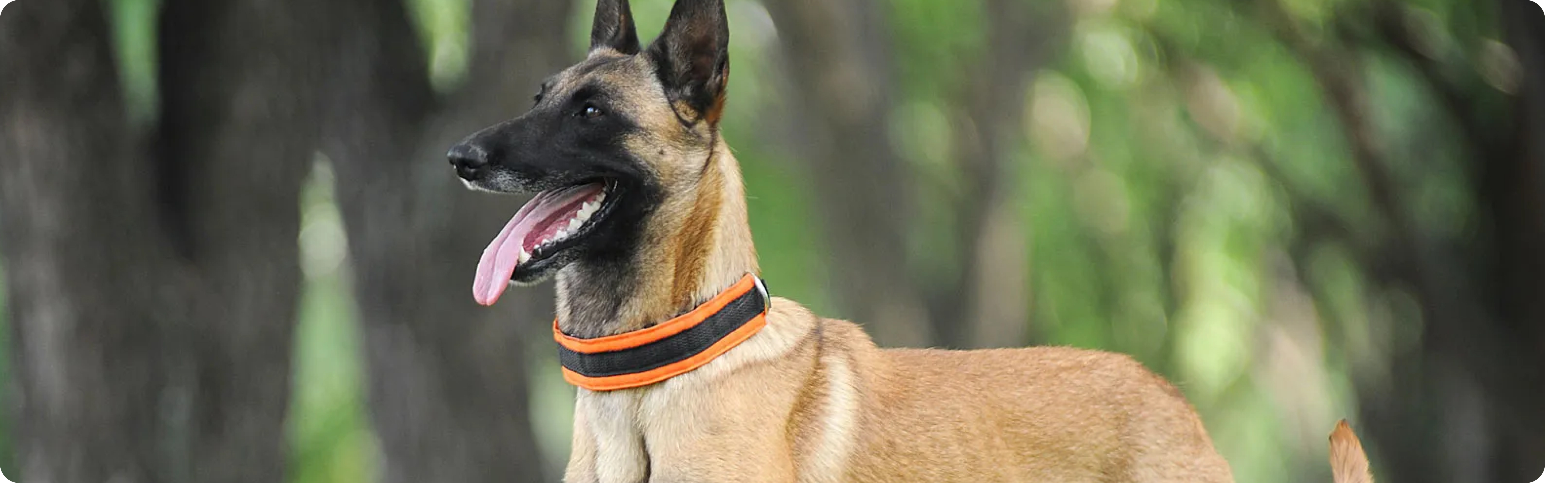 Belgian Shepherd Malinois