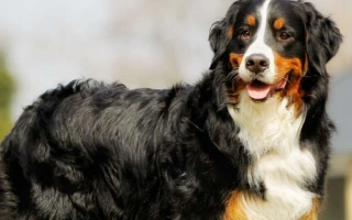 Discover the Bernese Mountain Dog – a loving, family-friendly working breed known for its calm nature, strength, and stunning coat. Learn about care, grooming, and temperament.