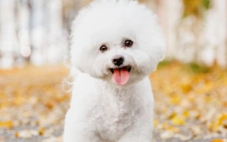 Discover the Bichon Frise – a playful, hypoallergenic companion dog loved for its cheerful nature and soft white curls. Learn about grooming, training, and ideal lifestyle.