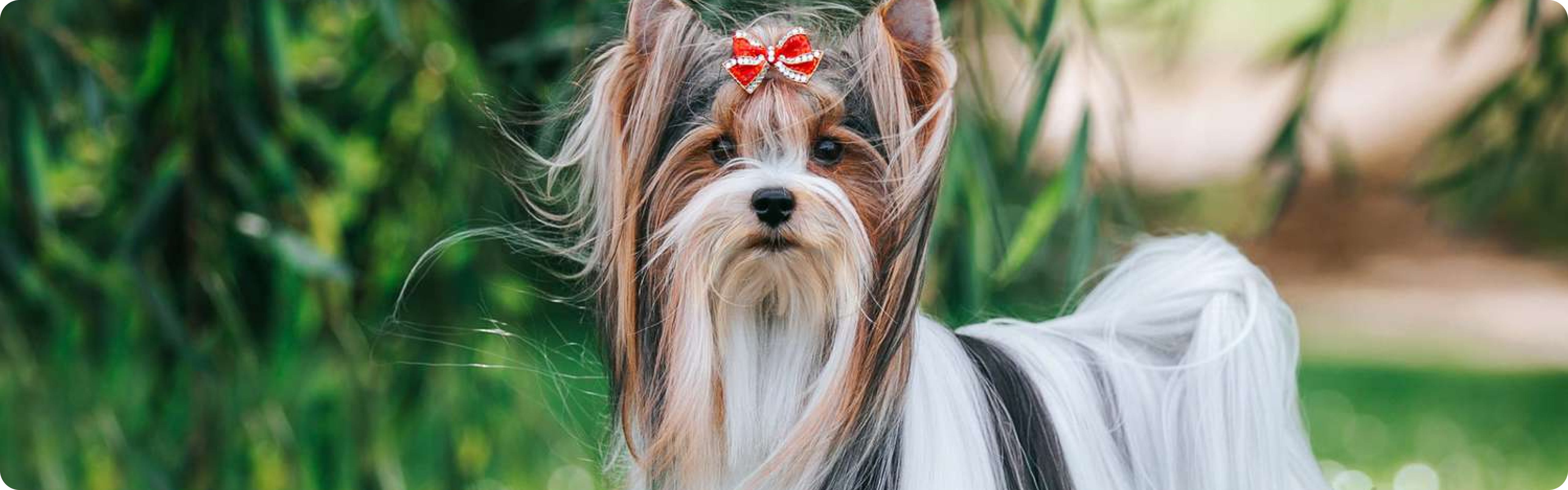 Biewer Terrier