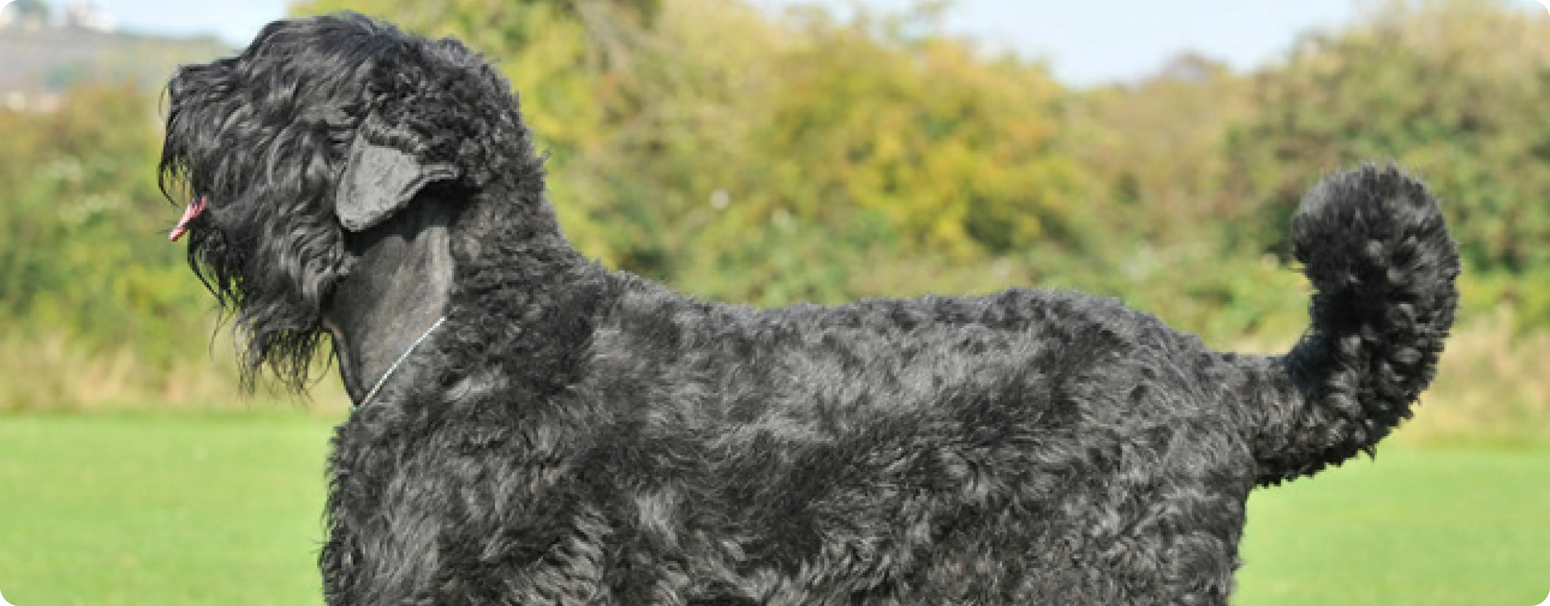 Black Russian Terrier