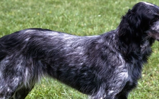 Blue Picardy Spaniel is a calm, versatile gun dog with a beautiful blue-gray coat. Ideal for active families seeking a gentle yet driven companion.