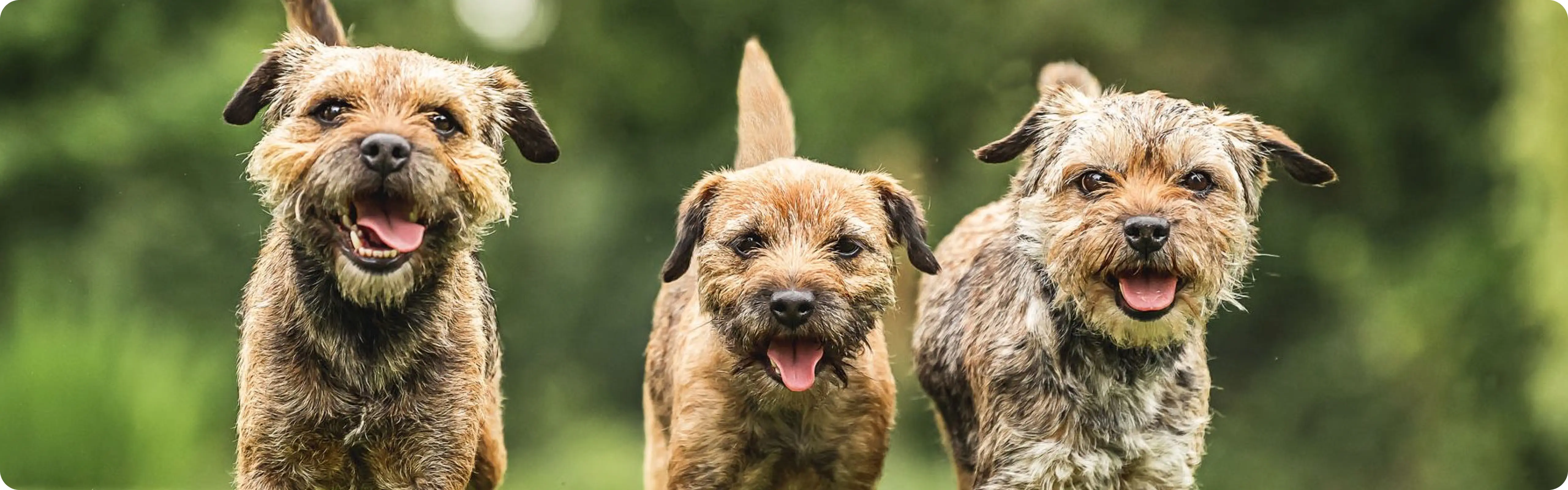 Border Terrier