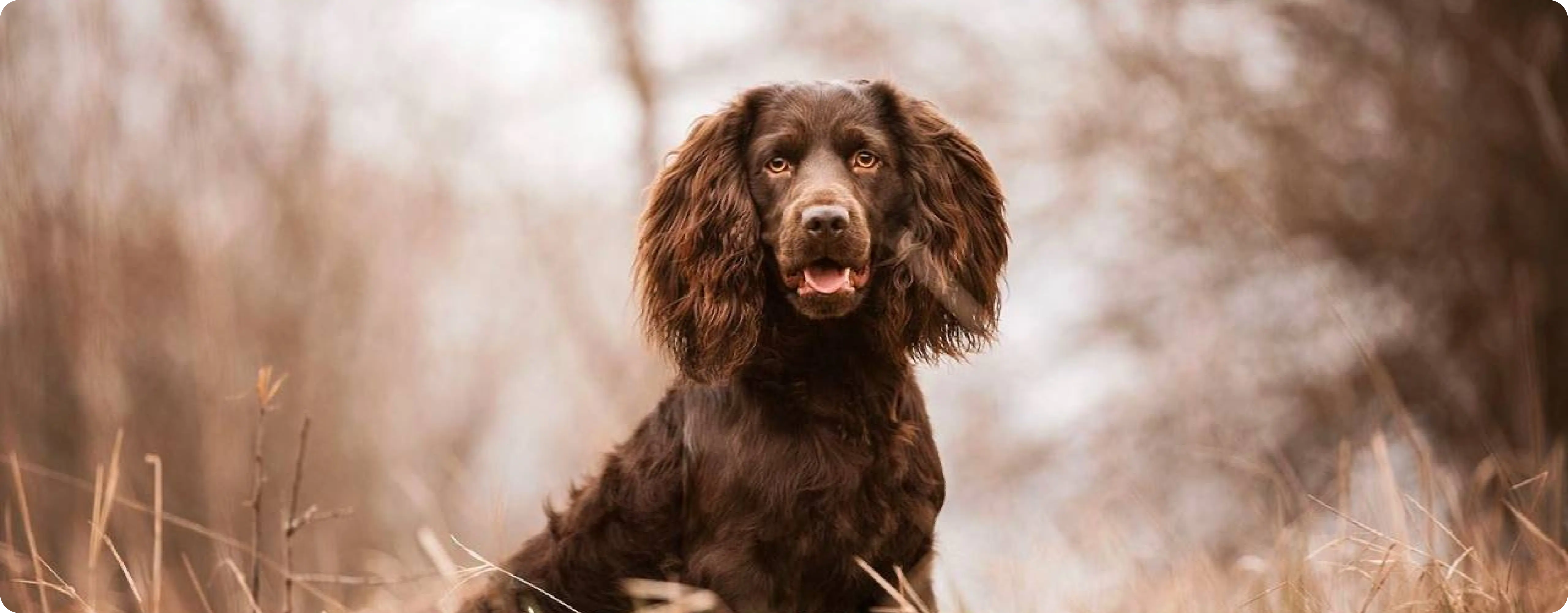 Boykin Spaniel