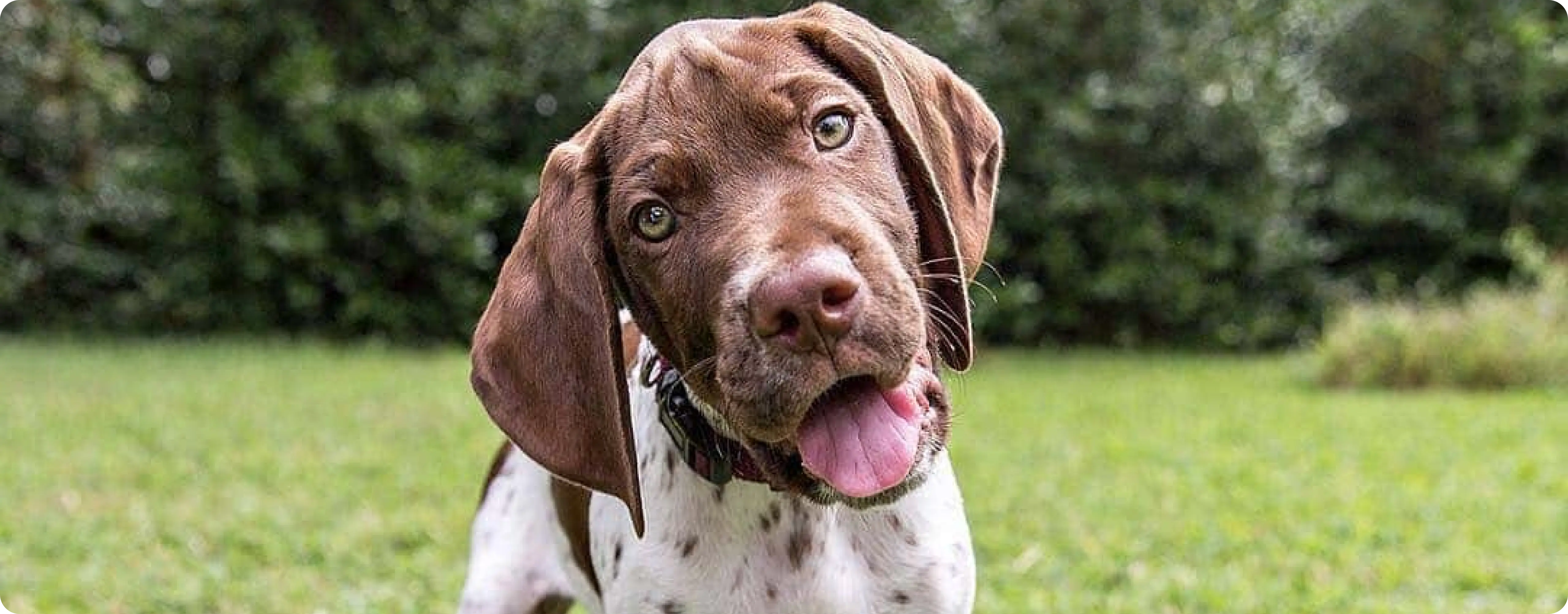 Braque du Bourbonnais