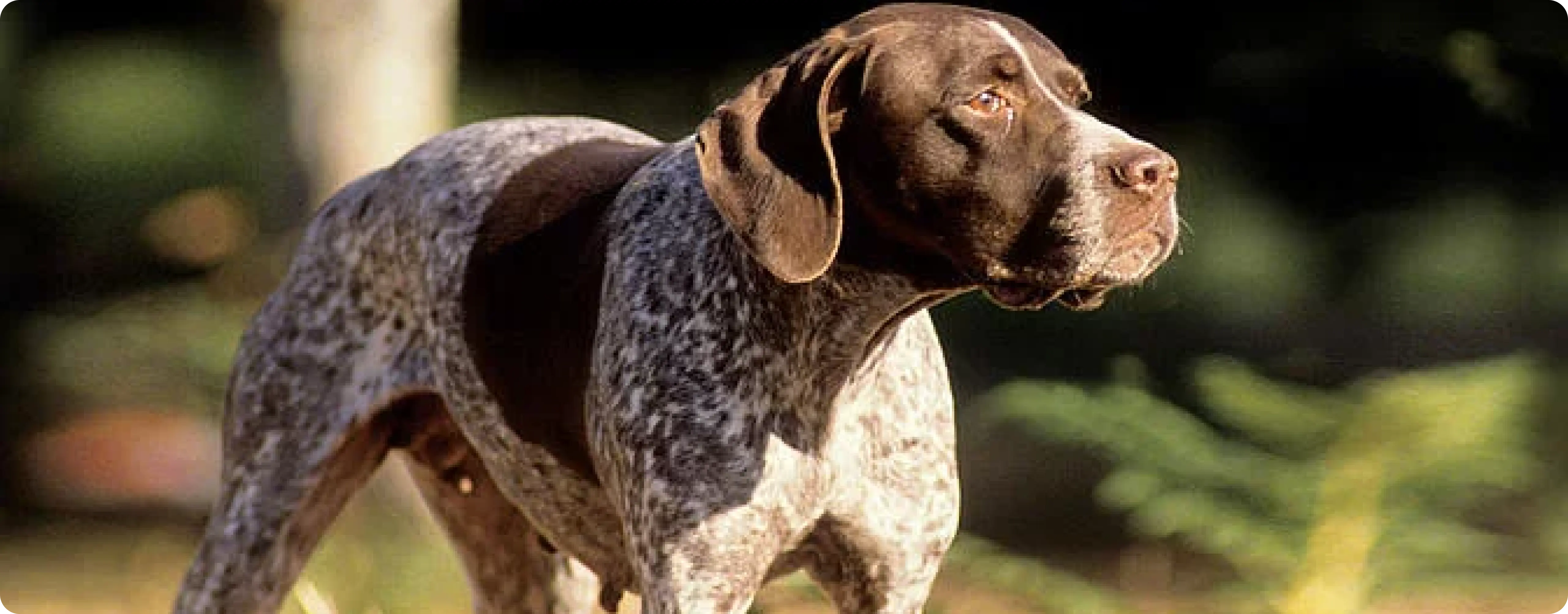 Braque Francais Pyrenean