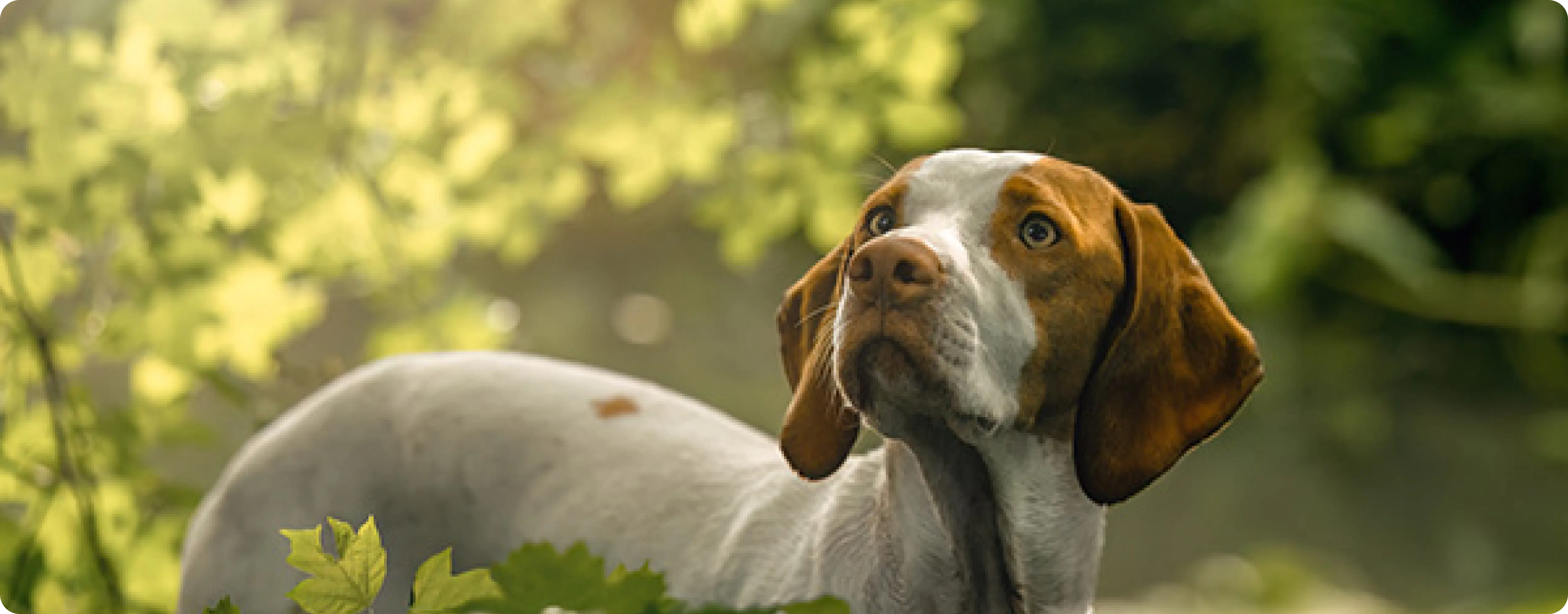 Braque Saint Germain