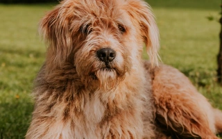 Discover the Briard – a loyal and intelligent herding dog with a protective heart and a majestic coat. Learn about temperament, training, grooming, and care.
