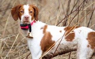 Discover the Brittany Spaniel – a versatile, affectionate hunting companion with endless energy and sharp instincts. Learn about training, grooming, and lifestyle needs.