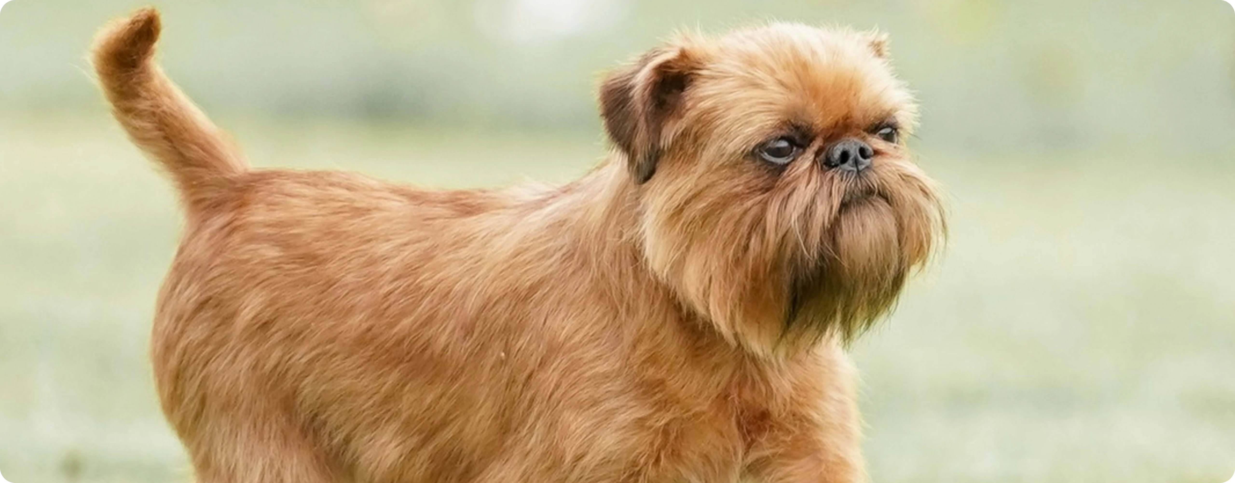Brussels Griffon
