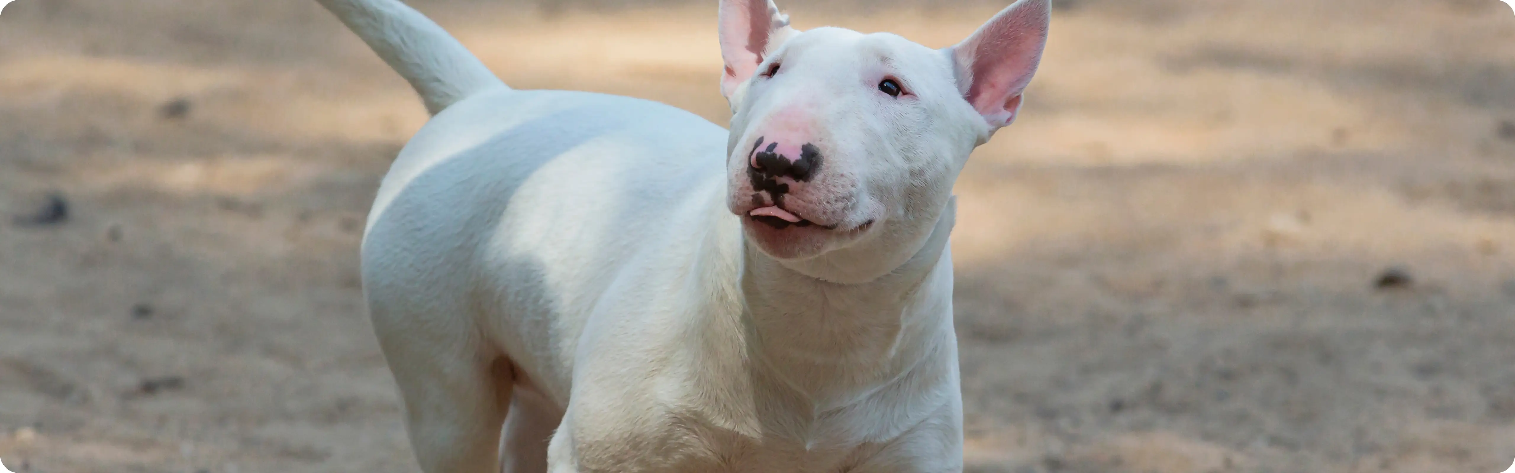 Bull Terrier