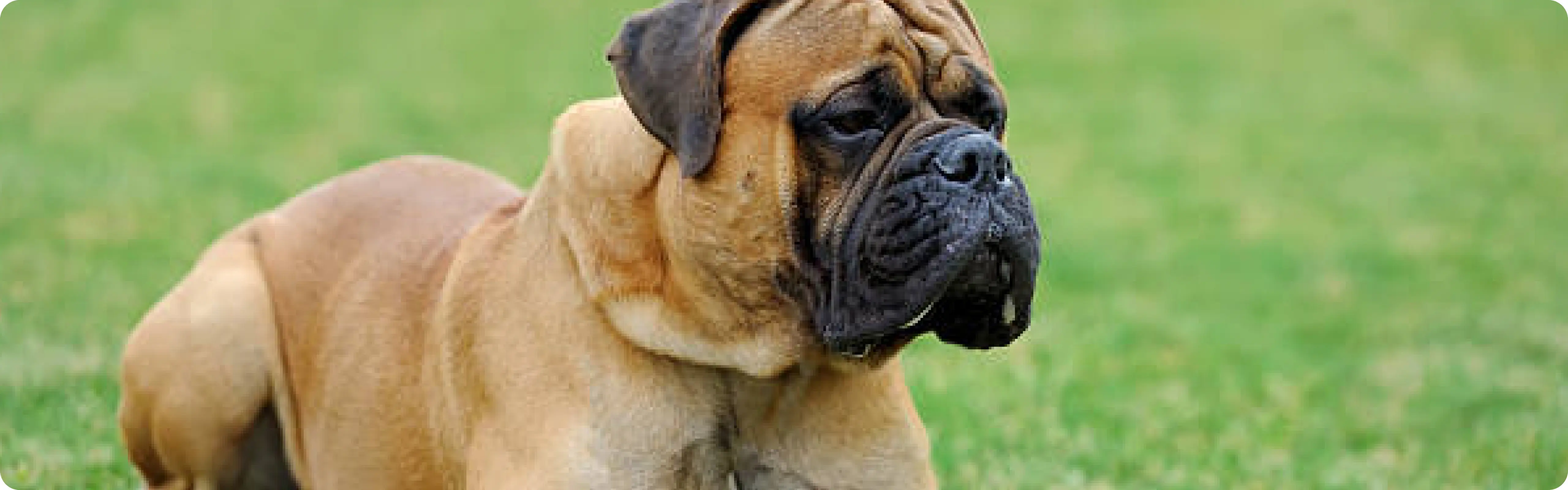 Bullmastiff