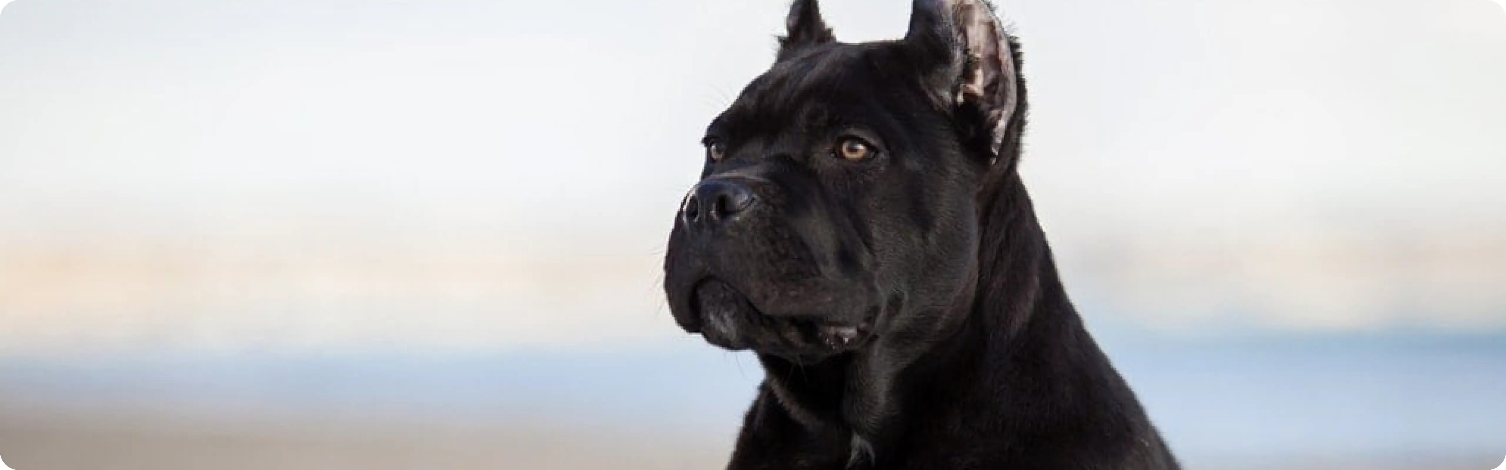 Cane Corso