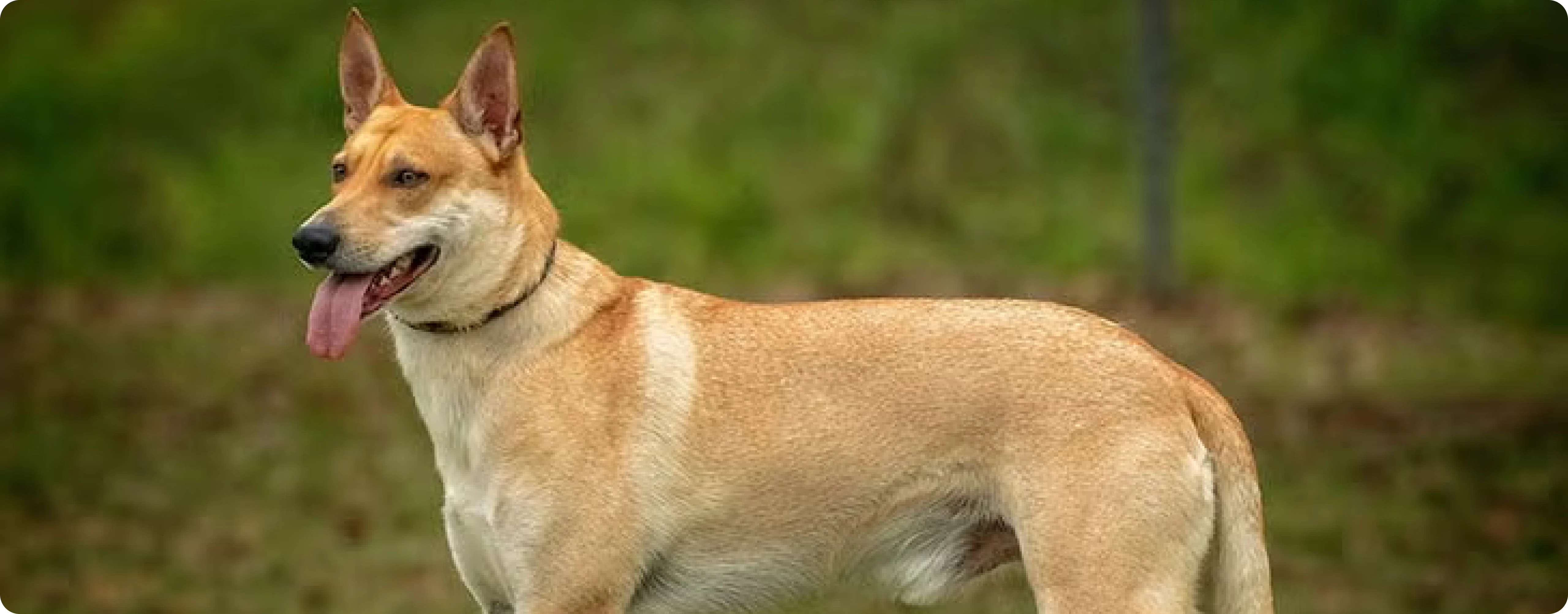 Carolina Dog