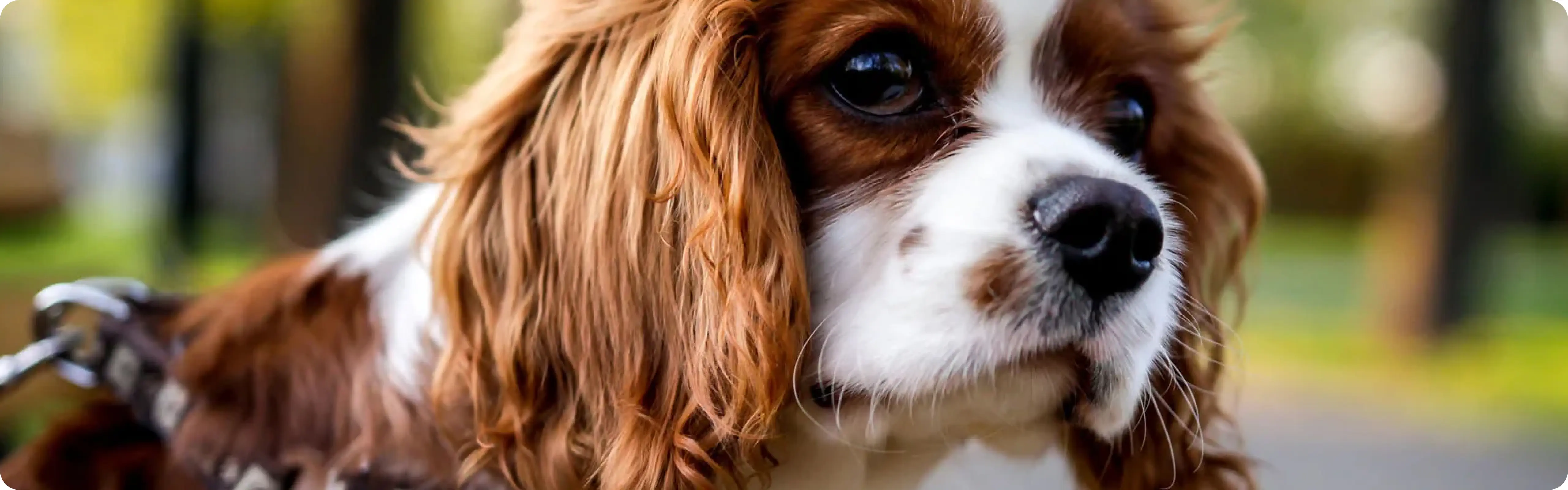 Cavalier King Charles Spaniel