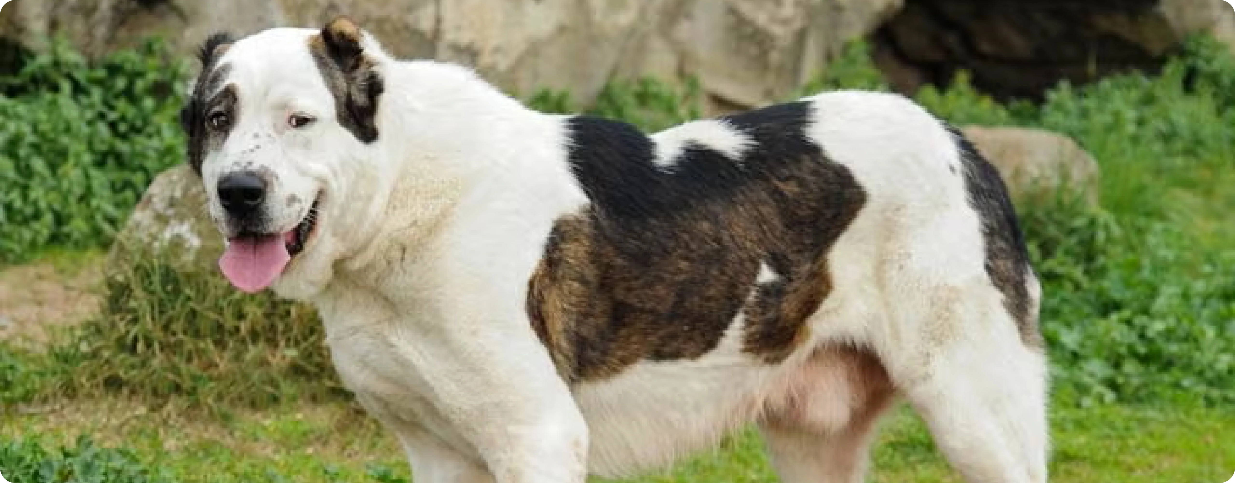 Central Asian Shepherd Dog