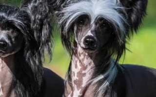 Meet the Chinese Crested – a charming, hairless companion with a quirky look and a big heart. Learn about care, grooming, personality, and health tips.