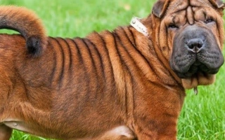 Explore the Chinese Shar-Pei – a calm, loyal, and independent breed with iconic wrinkles. Learn about care, grooming, health, and lifestyle needs.