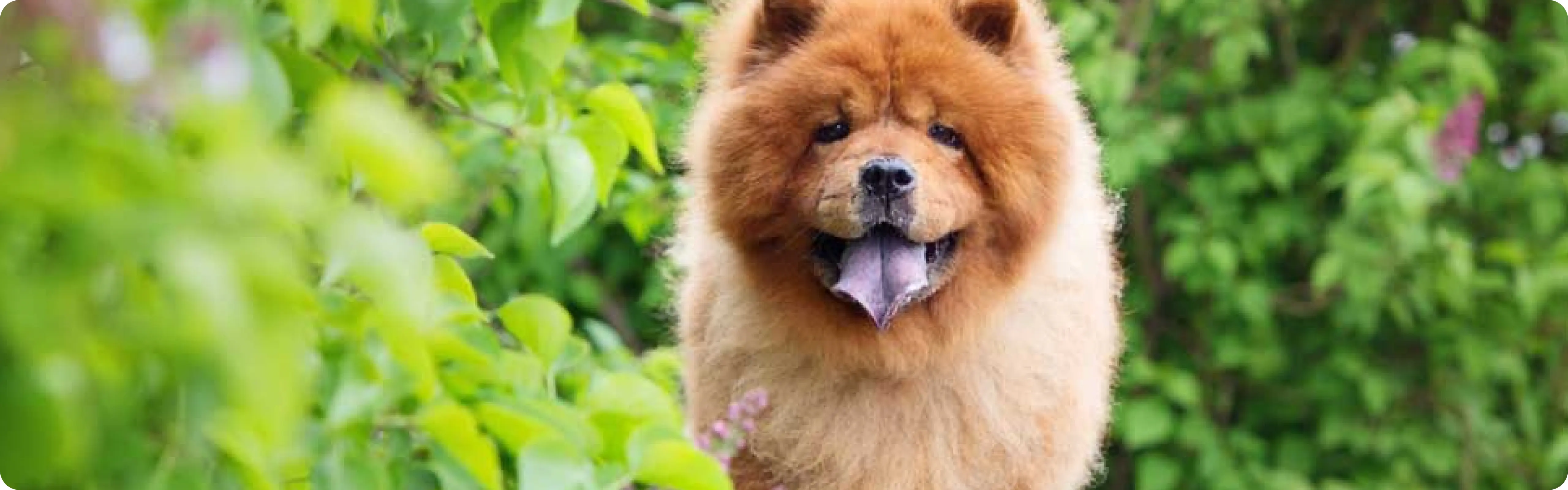 Chow Chow