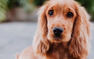Learn all about the Cocker Spaniel – a loving and loyal dog with a silky coat and sweet nature. Discover grooming, training, health tips, and more.