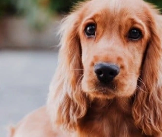 Cocker Spaniel
