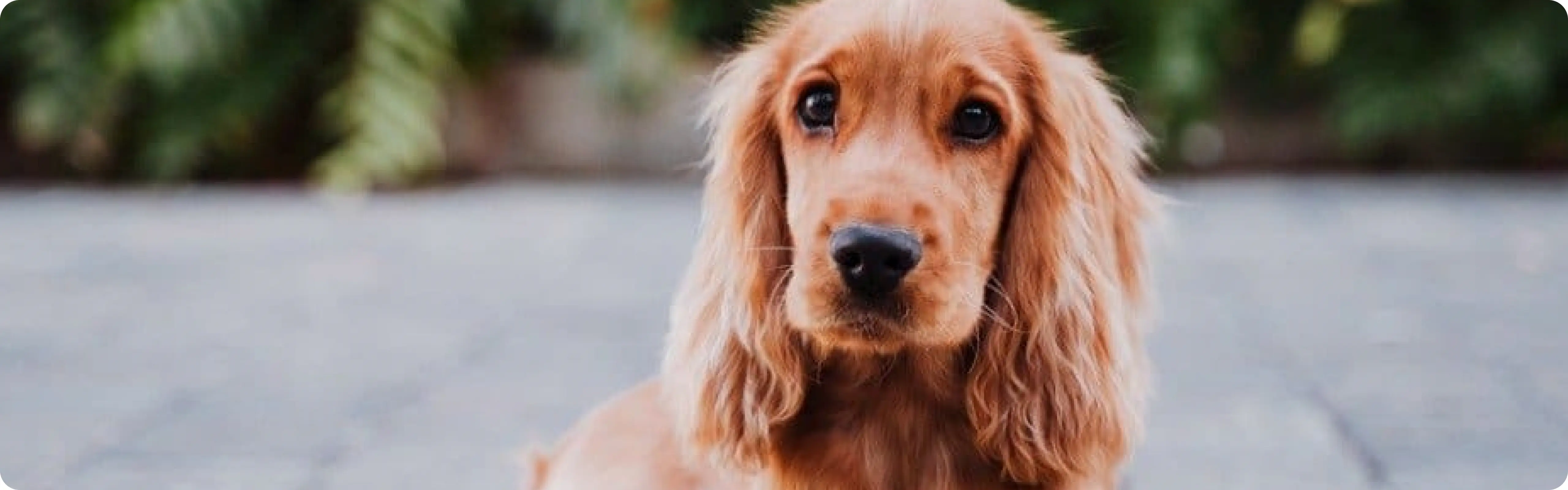 Cocker Spaniel