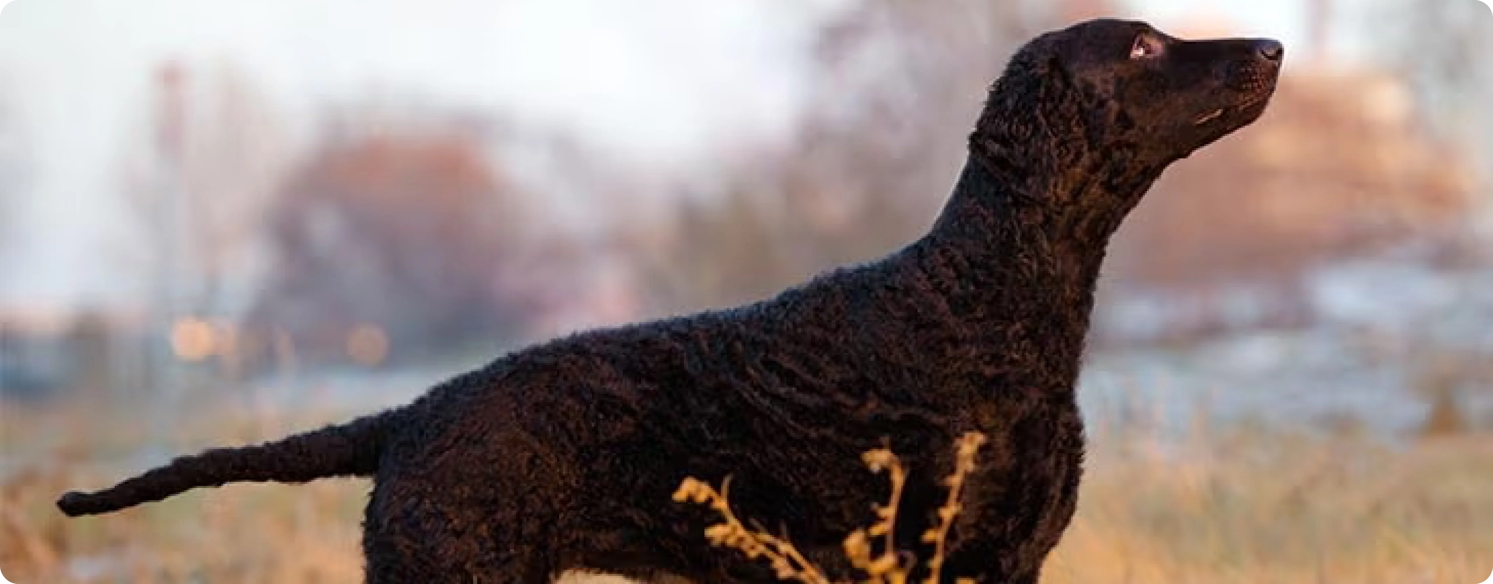 Curly-Coated Retriever
