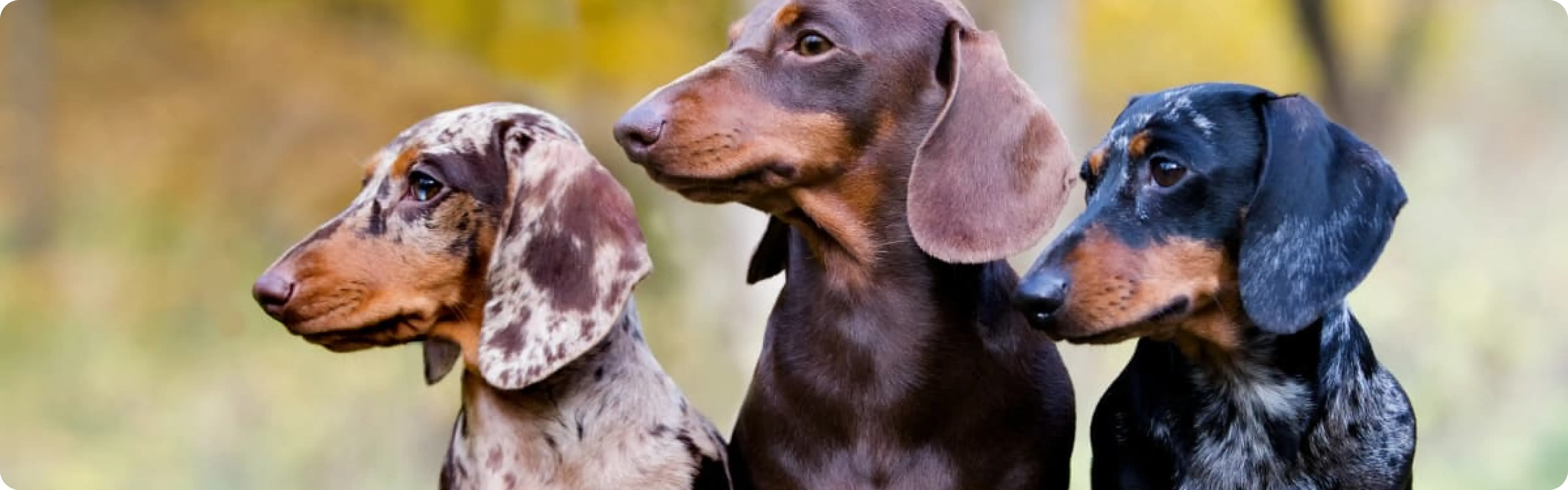 Dachshund