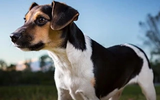 Danish-Swedish Farmdog is a cheerful, versatile breed from Scandinavia. Perfect for active homes wanting a playful, loyal, and compact companion.
