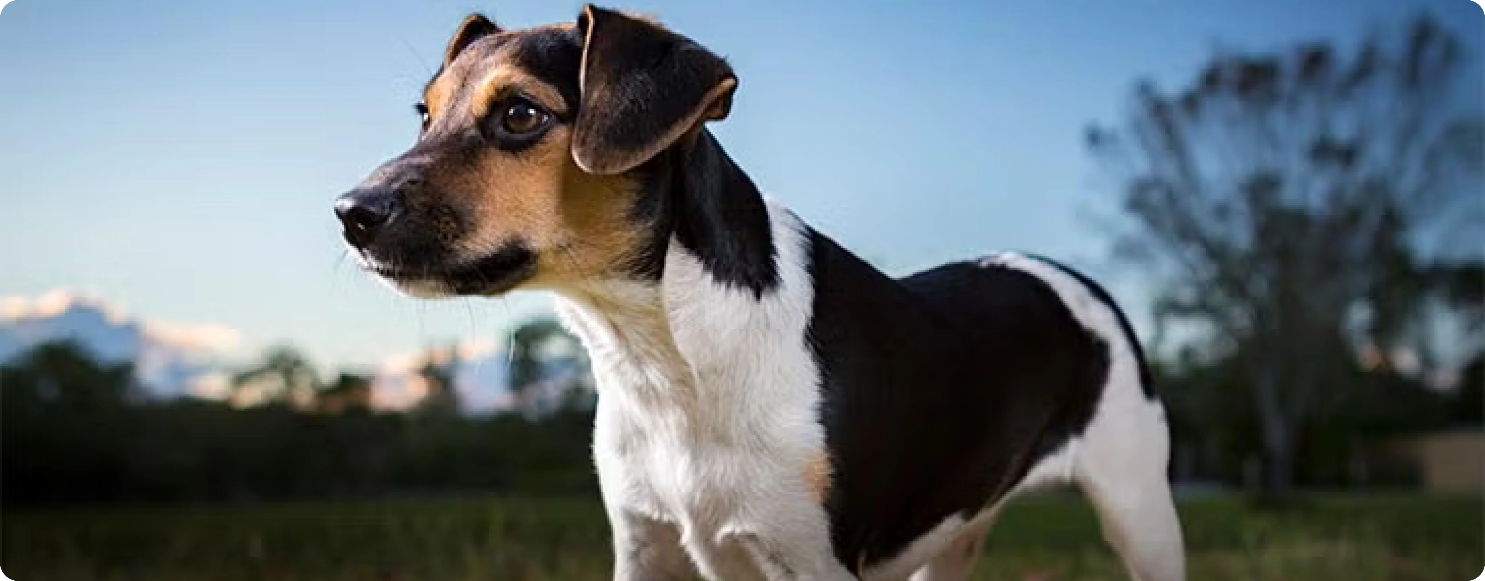 Danish-Swedish Farmdog