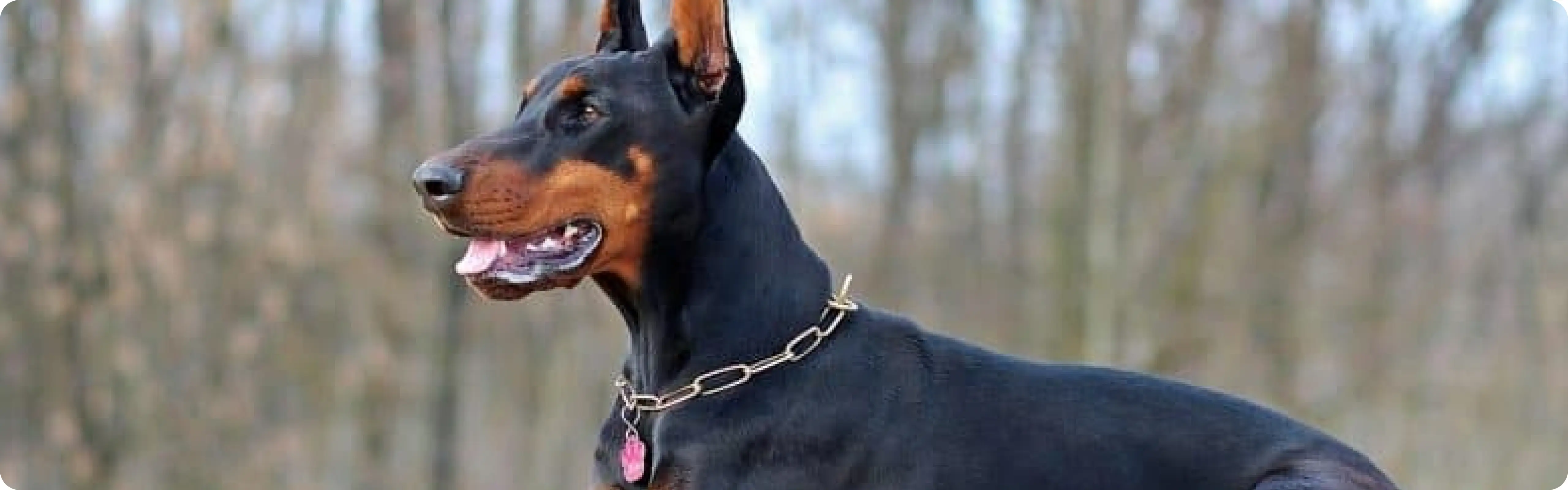 Doberman Pinscher
