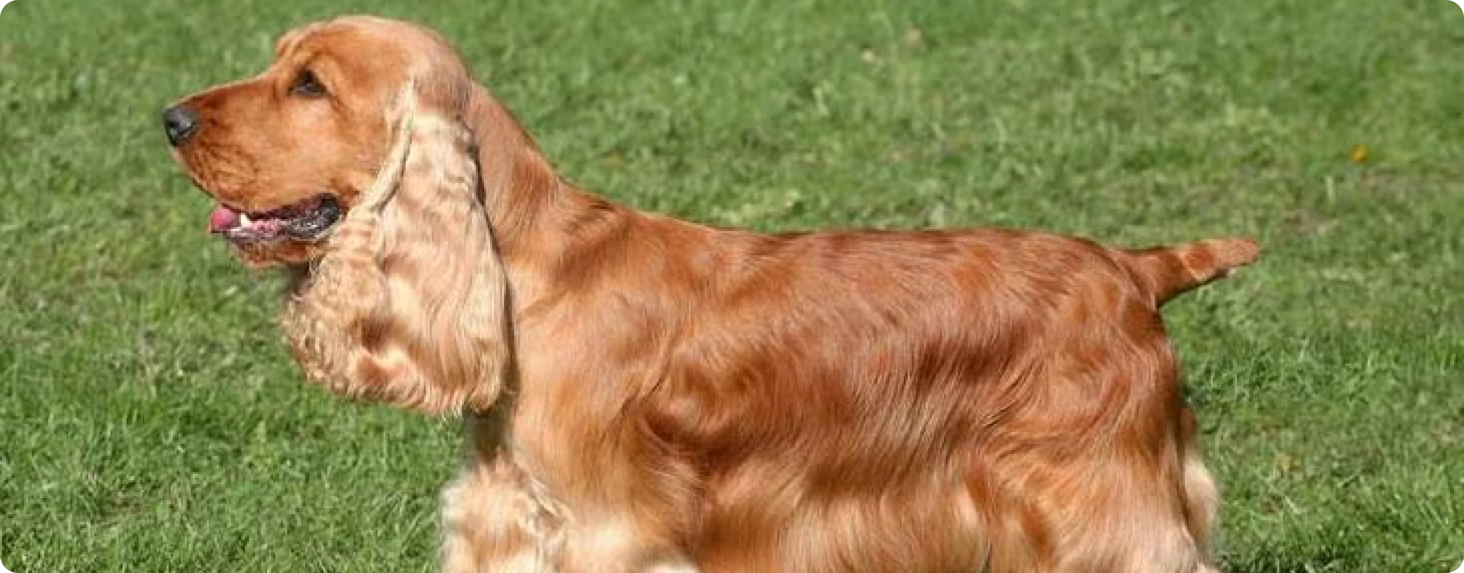 English Cocker Spaniel