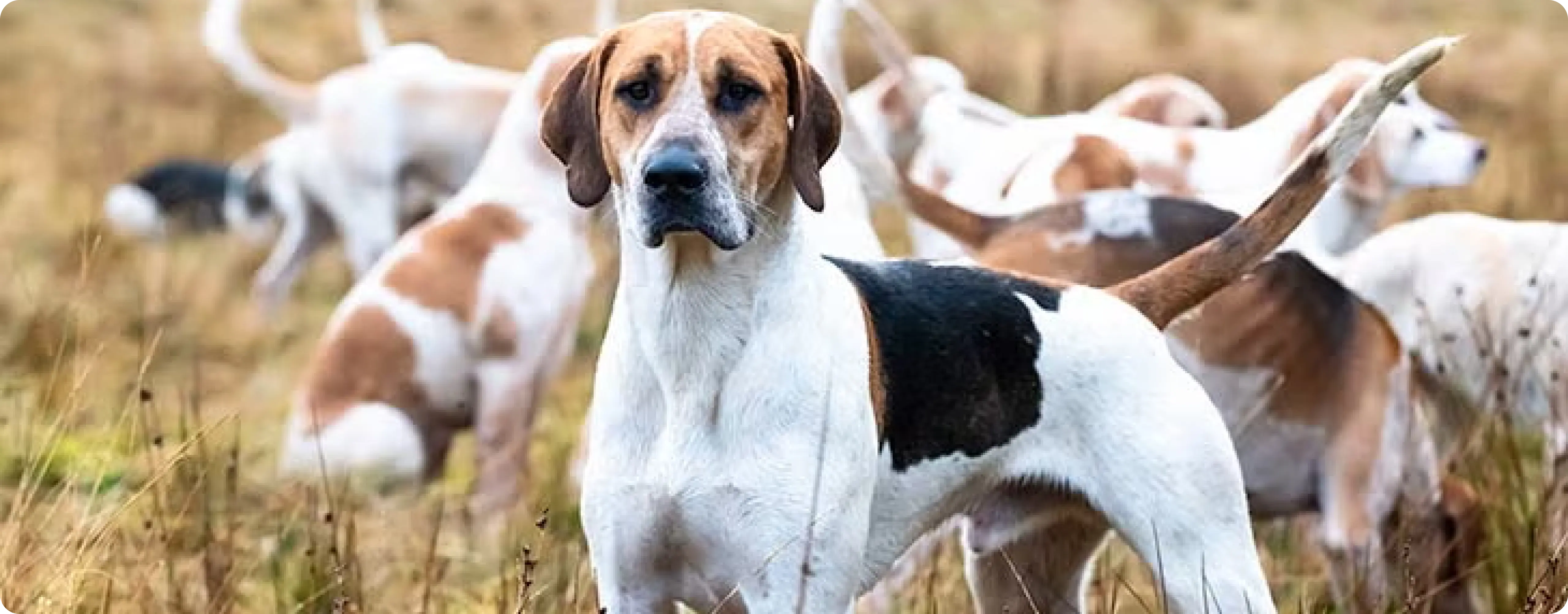 English Foxhound
