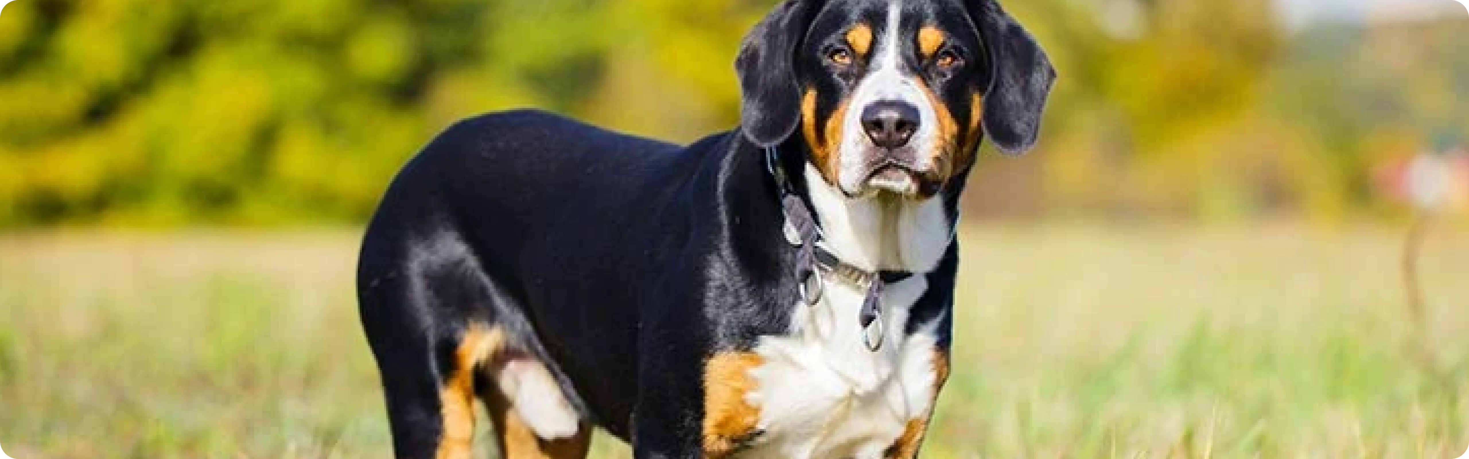 Entlebucher Mountain Dog