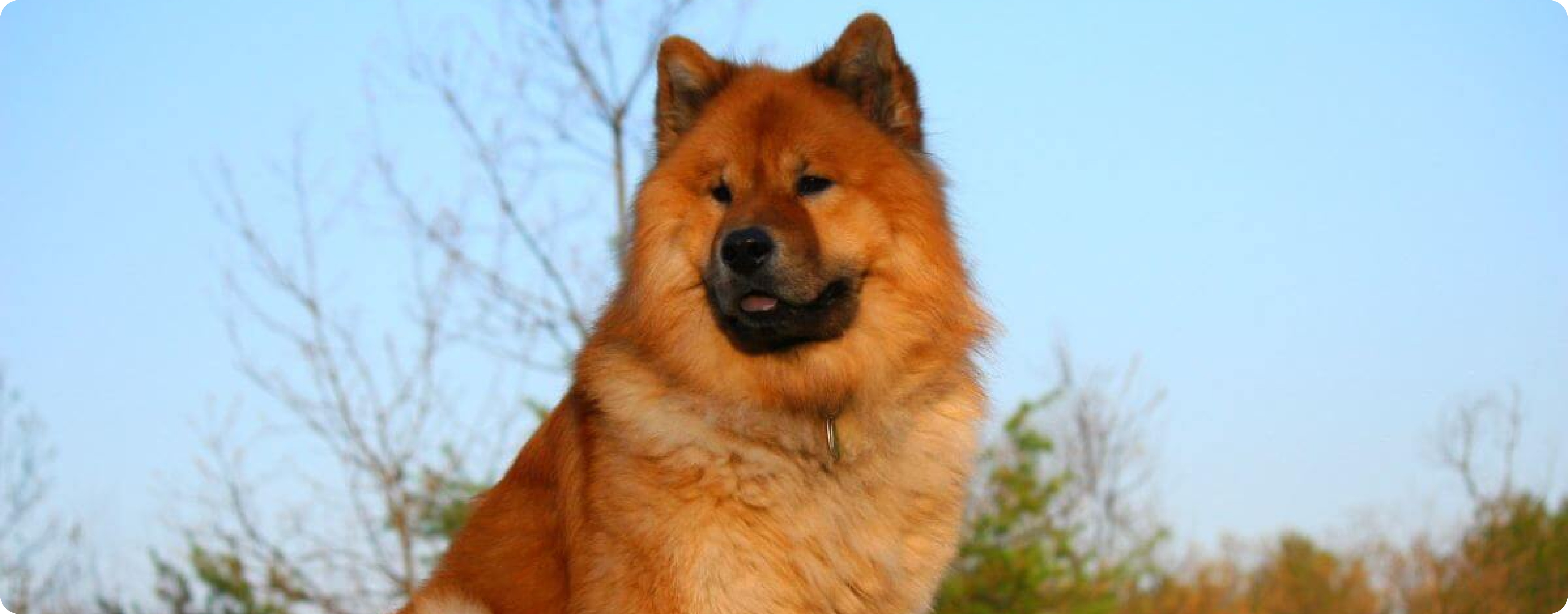 Eurasier