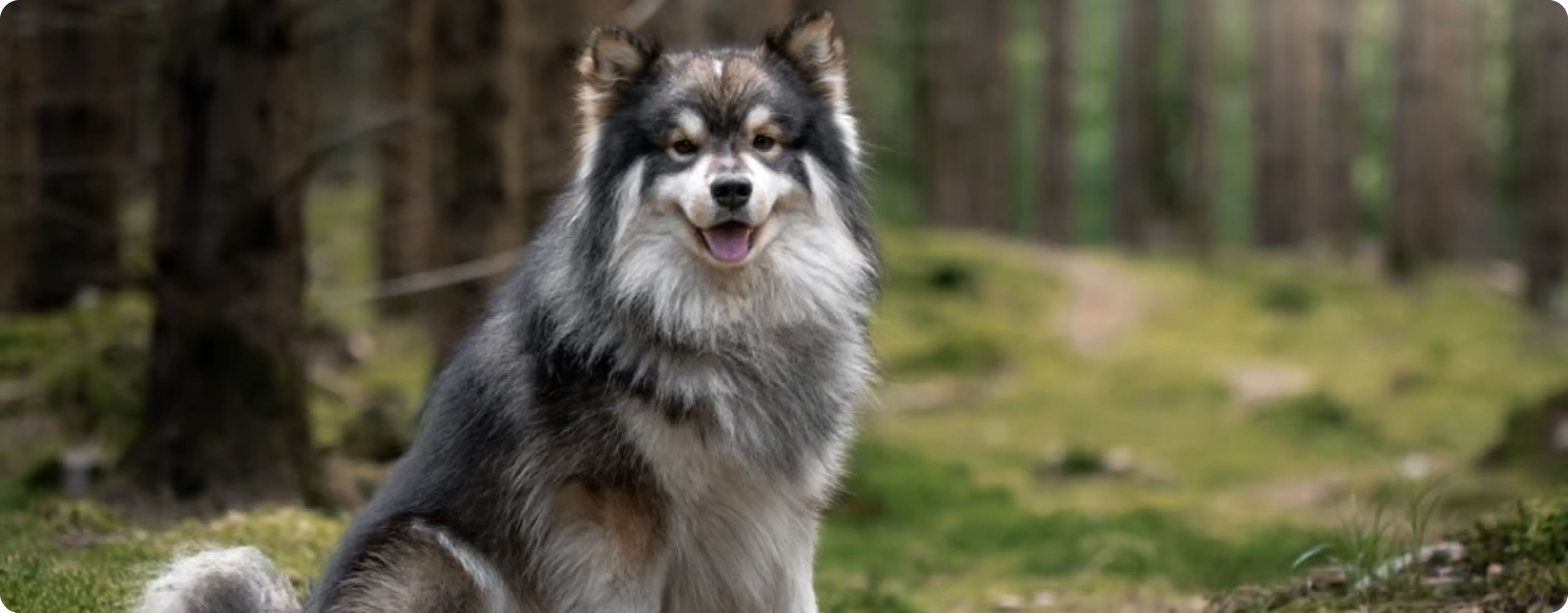 Finnish Lapphund