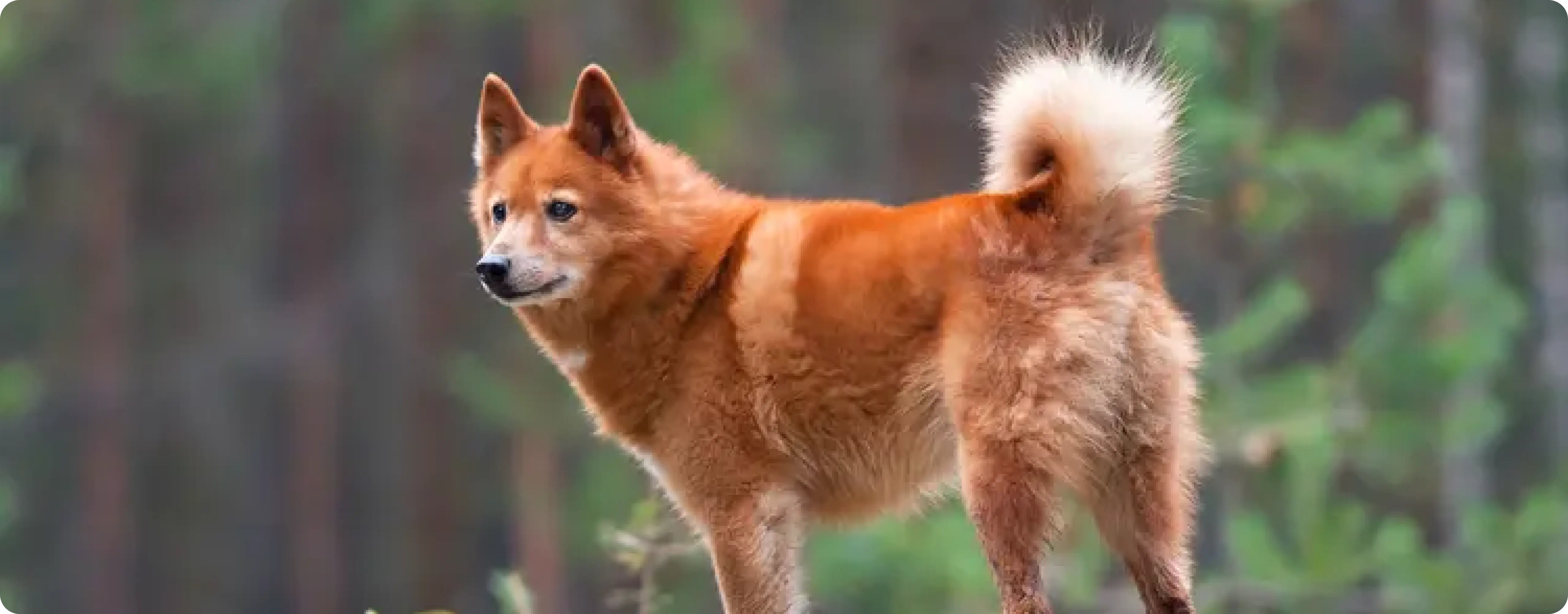 Finnish Spitz