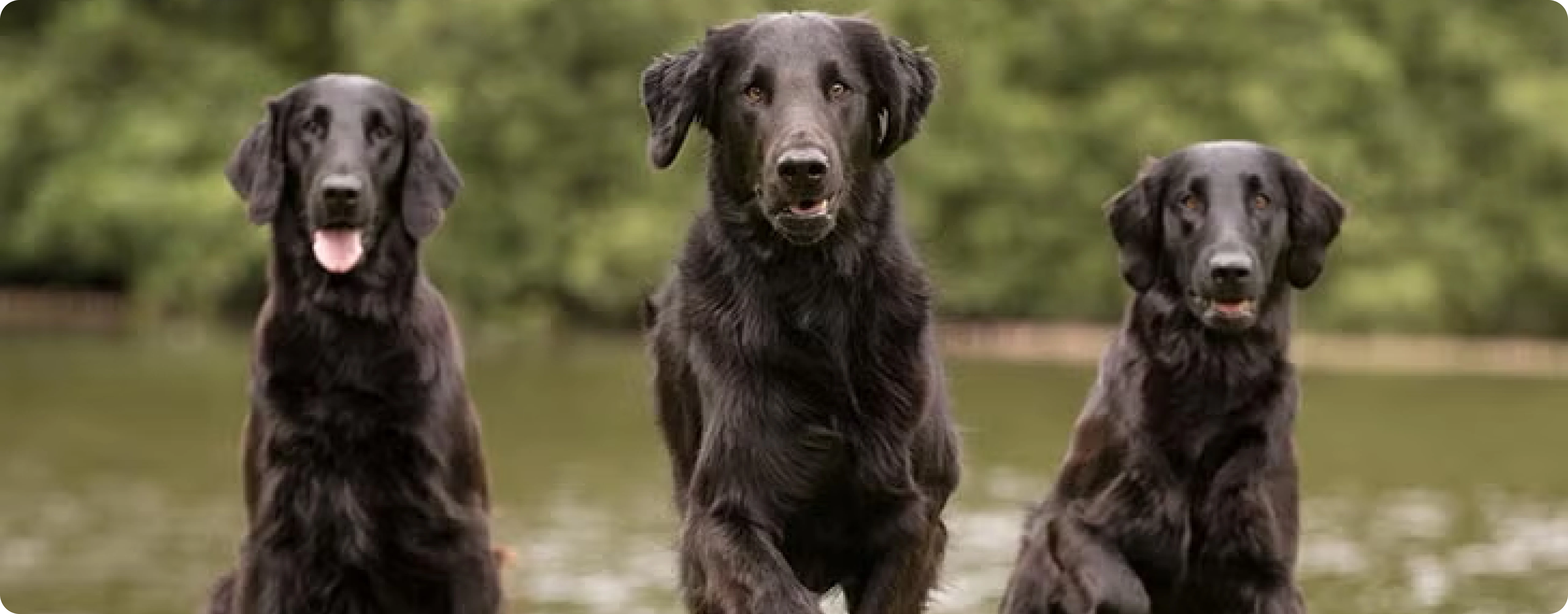 Flat-Coated Retriever
