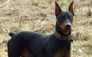 The German Pinscher is an energetic, intelligent watchdog with elegance and boldness. A loyal, medium-sized breed for experienced dog owners.