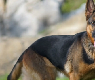 German Shepherd