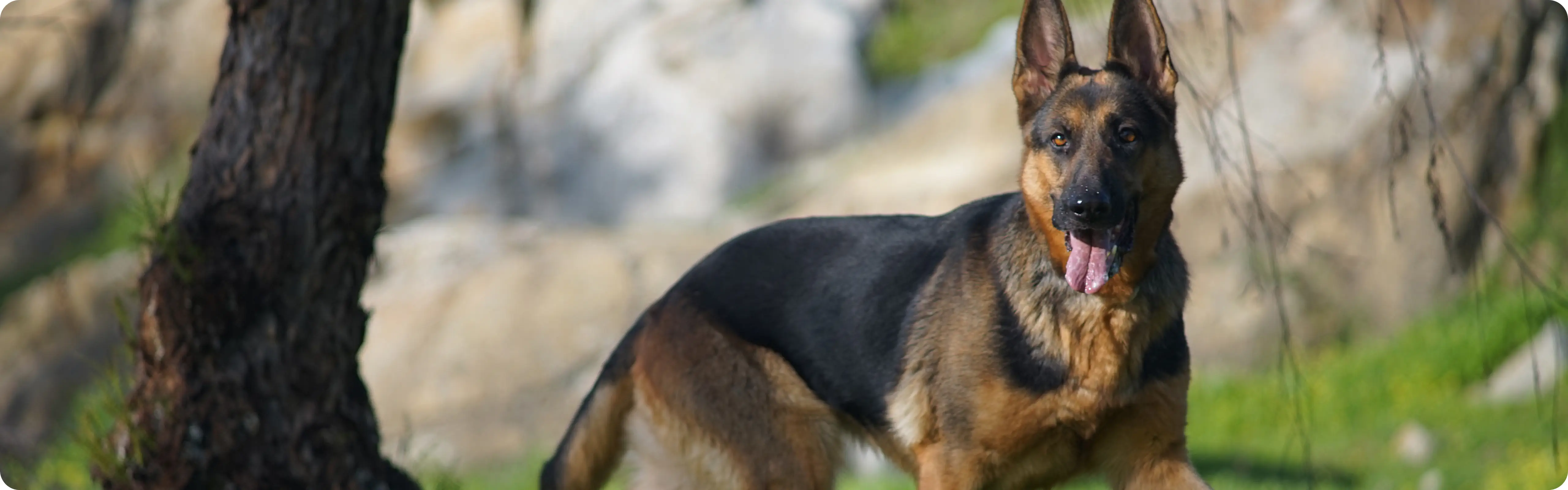German Shepherd