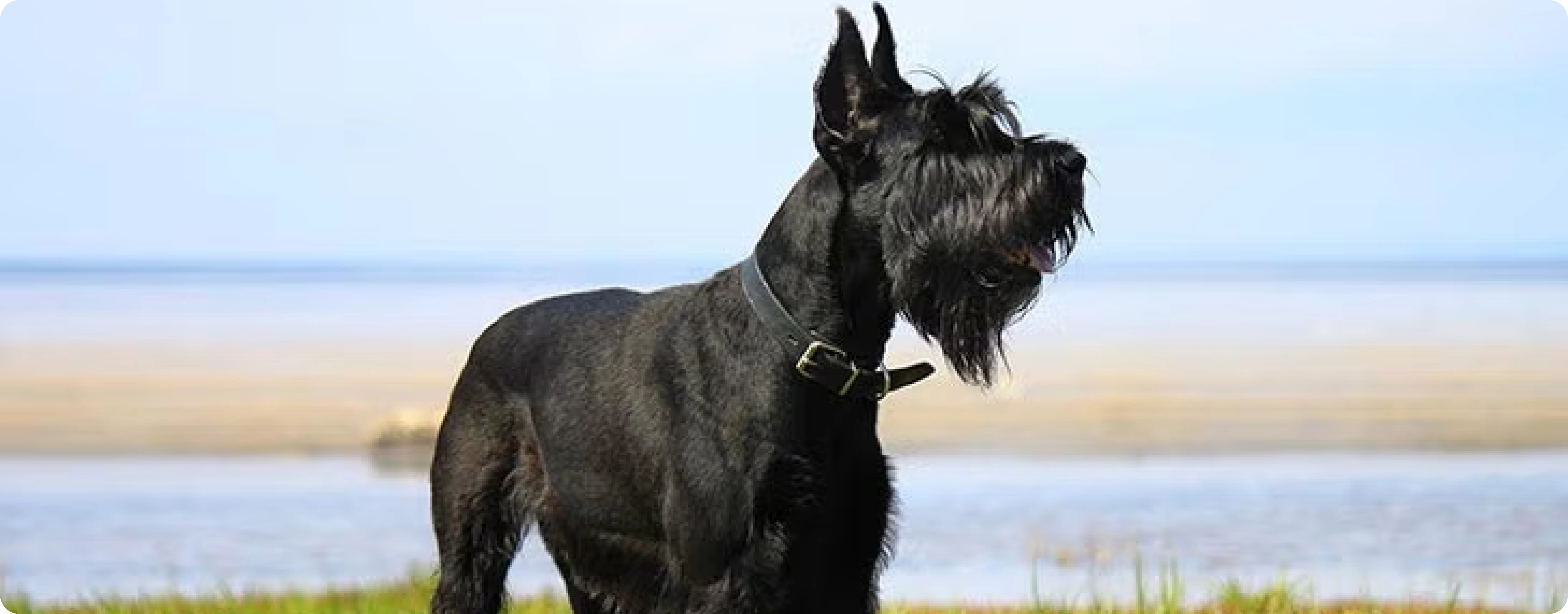 Giant Schnauzer