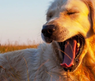 Golden Retriever