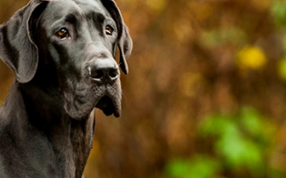 Discover the Great Dane – a gentle giant with a loving nature and impressive stature. Learn about size, temperament, health, and daily care requirements.