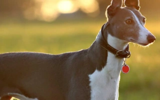 Discover the Greyhound – a calm, affectionate breed built for speed but made for snuggles. Learn about training, temperament, health, and daily needs.