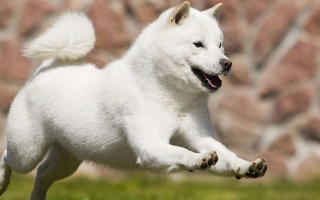 The Hokkaido is a brave, loyal Japanese spitz breed with strong guarding instincts and a thick double coat. Ideal for experienced, active owners.