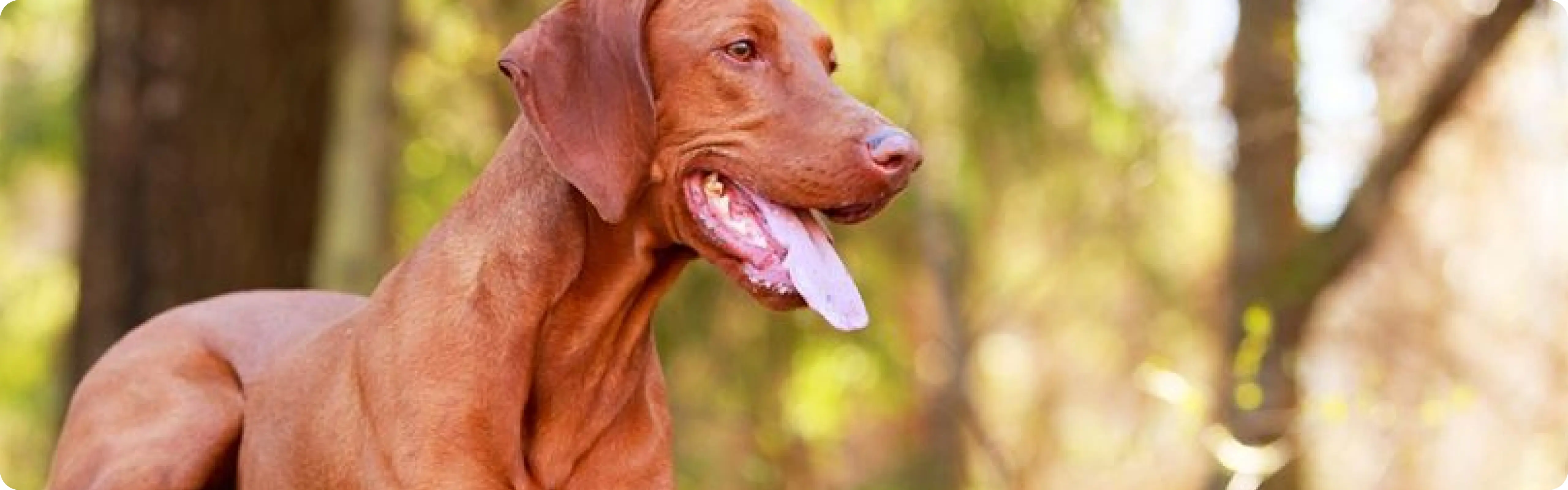 Hungarian Vizsla