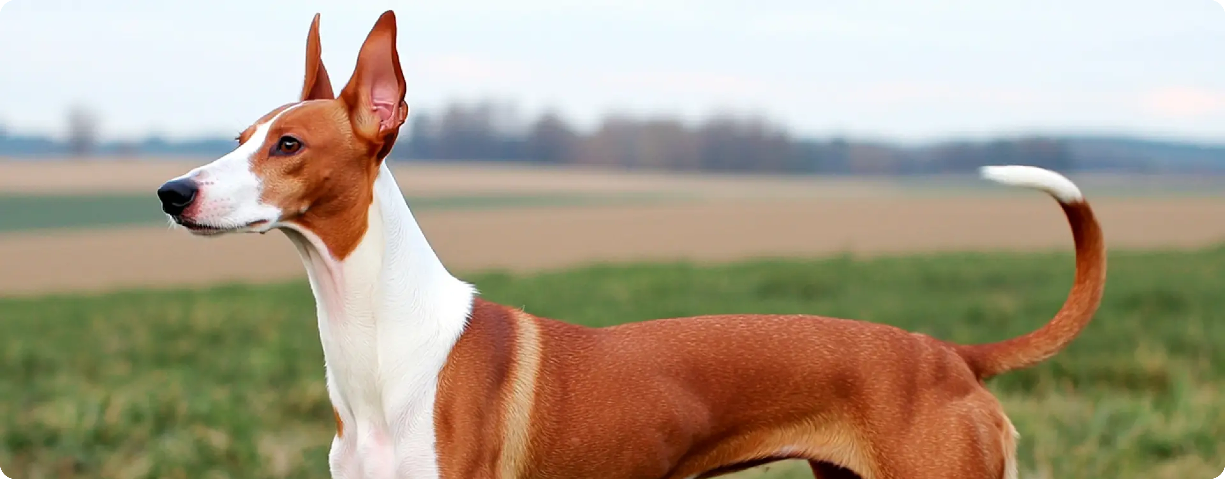 Ibizan Hound