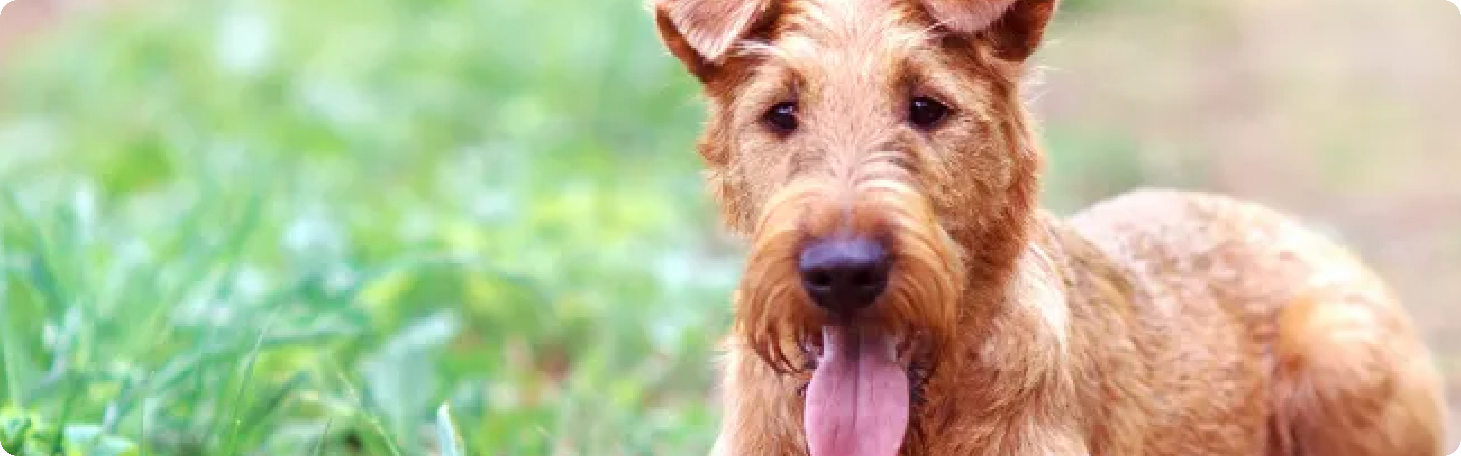 Irish Terrier
