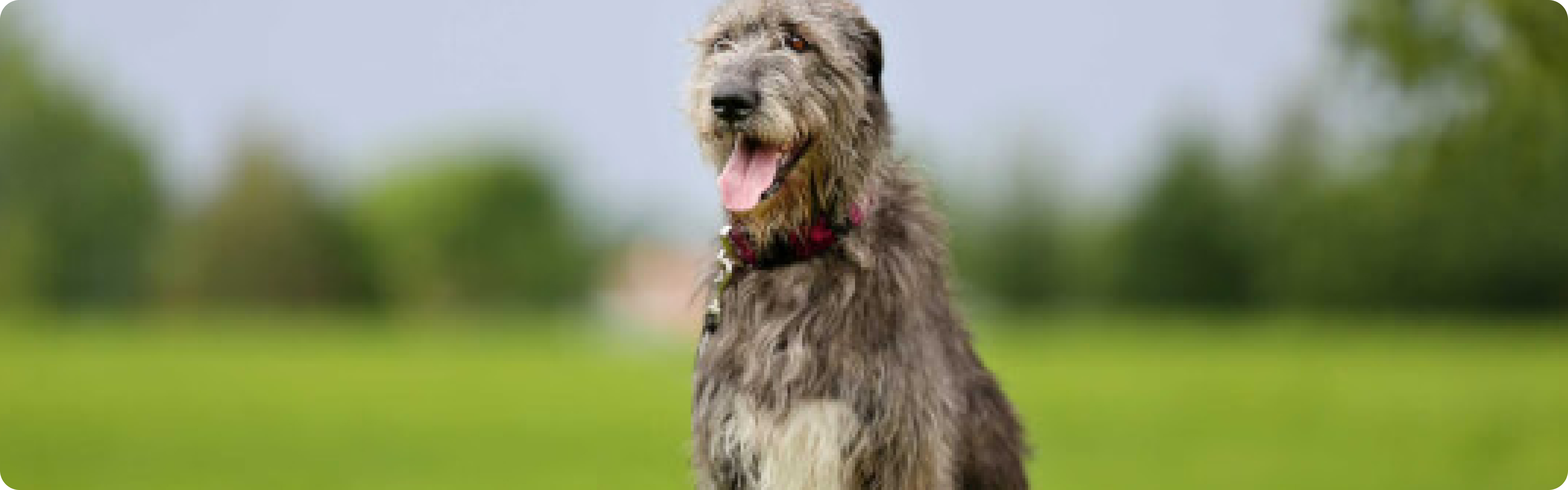 Irish Wolfhound
